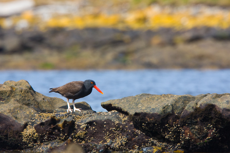 Blackish Oystercatcher